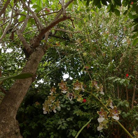 San Cristóbal de Las Casas Qhia旅舍 外观 照片